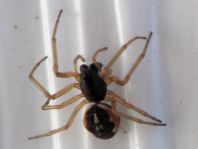Pachygnatha degeeria
