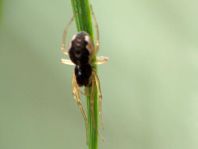 Pachygnatha degeeria