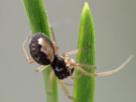 Pachygnatha degeeria