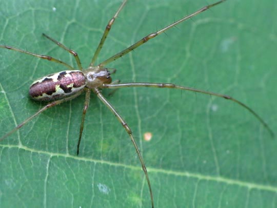 Tetragnatha obtusa