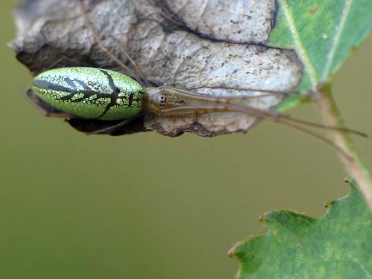 Tetragnatha extensa