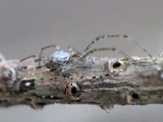 Tetragnatha obtusa