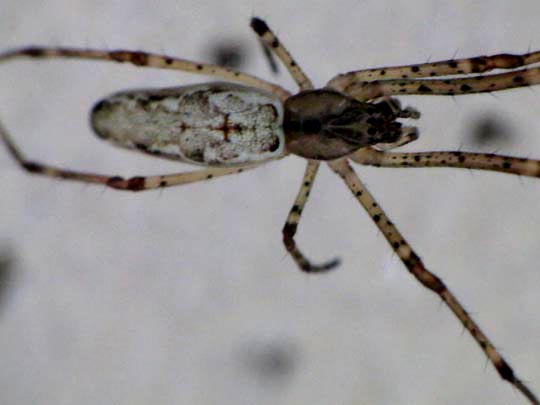 Tetragnatha montana