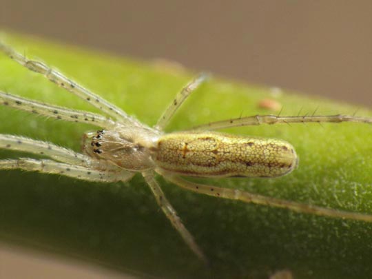 Tetragnatha