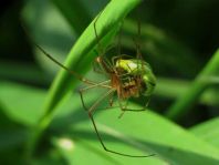 Tetragnatha sp.