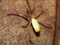 Tetragnatha sp.