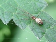 Tetragnatha obtusa