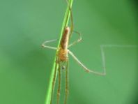 Tetragnatha extensa