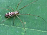 Tetragnatha obtusa