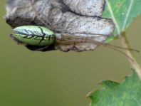Tetragnatha extensa