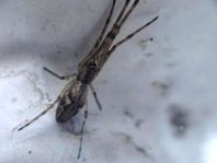 Tetragnatha sp.