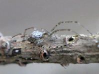 Tetragnatha obtusa