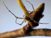 Tetragnatha sp.