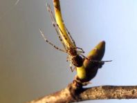 Tetragnatha sp.
