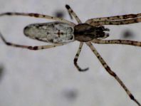 Tetragnatha montana