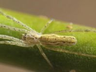 Tetragnatha sp.