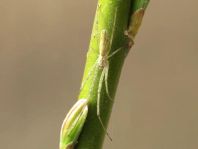 Tetragnatha sp.