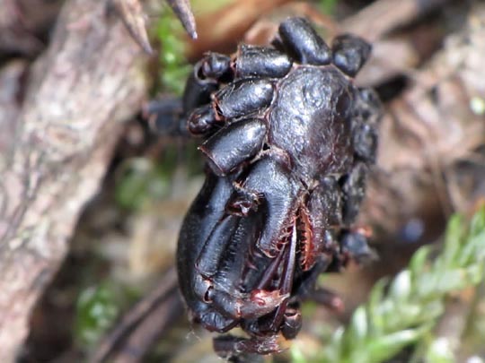 Atypus sp.