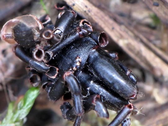 Atypus sp.