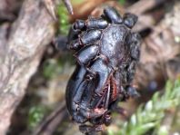 Atypus sp.