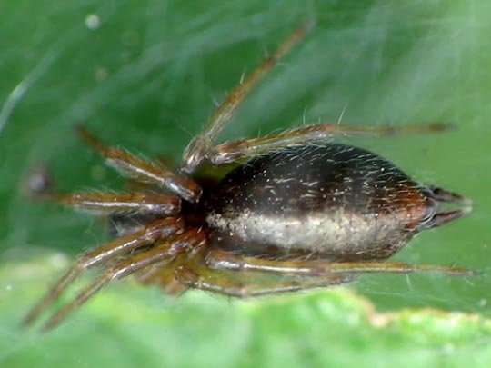 Agelena sp.