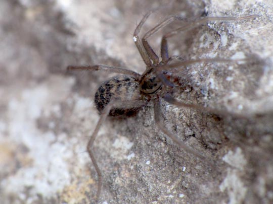 Tegenaria cf. atrica