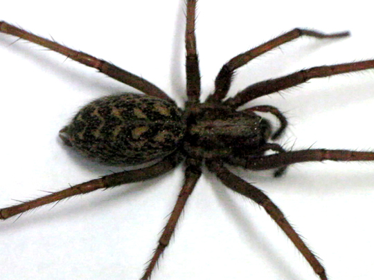 Tegenaria cf. atrica