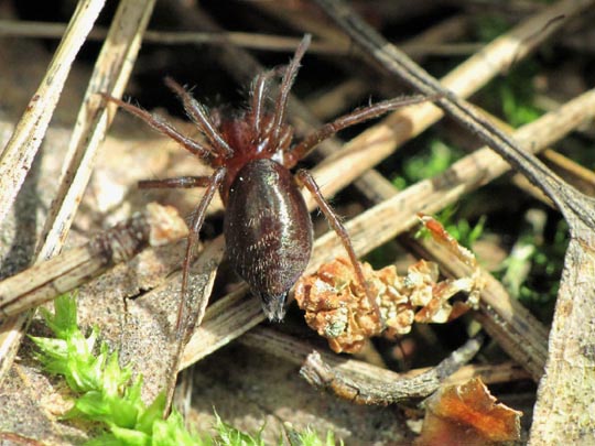 Agelena sp.