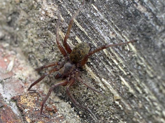 Tegenaria cf. atrica