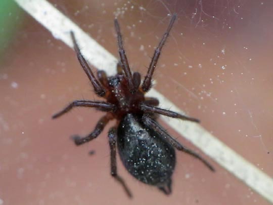 Trichterspinne, Agelenidae