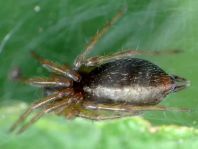 Agelena