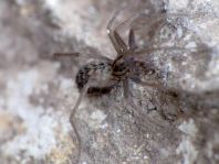 Tegenaria cf. atrica