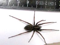 Tegenaria atrica