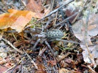 Tegenaria cf. atrica