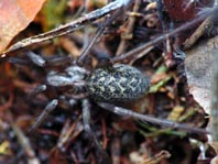 Tegenaria cf. atrica