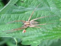 Agelena labyrinthica