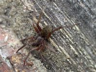 Tegenaria cf. atrica