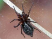 Trichterspinne, Agelenidae