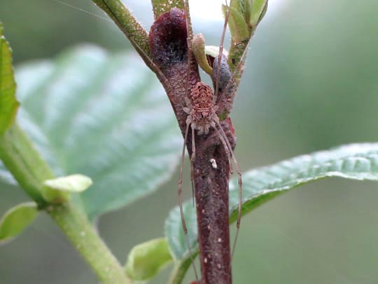 Rilaena triangularis