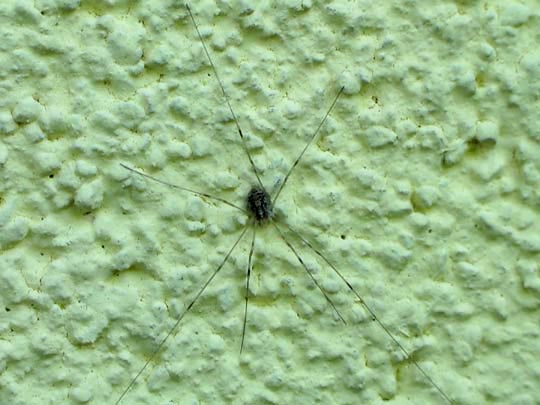 Opilio canestrinii