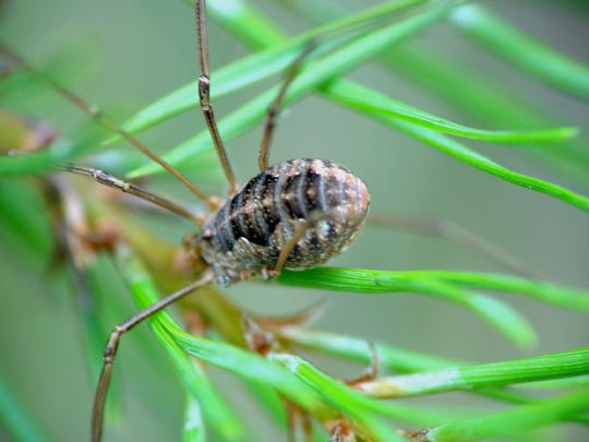 Phalangium opilio