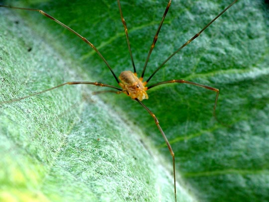 Opilio canestrinii