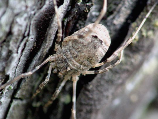 Odiellus spinosus