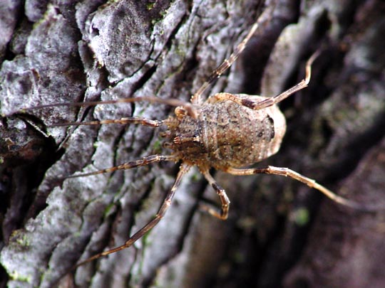 Odiellus spinosus