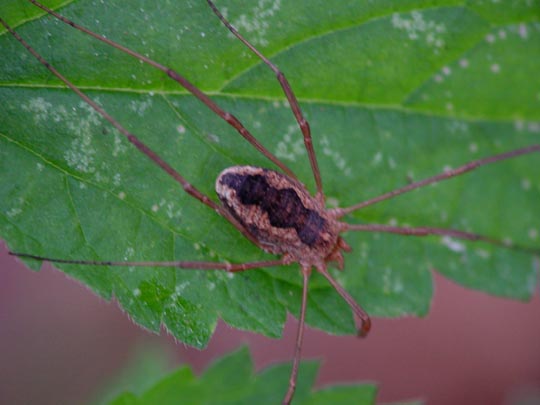 Phalangium opilio