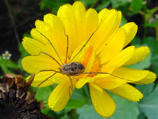 Phalangium opilio