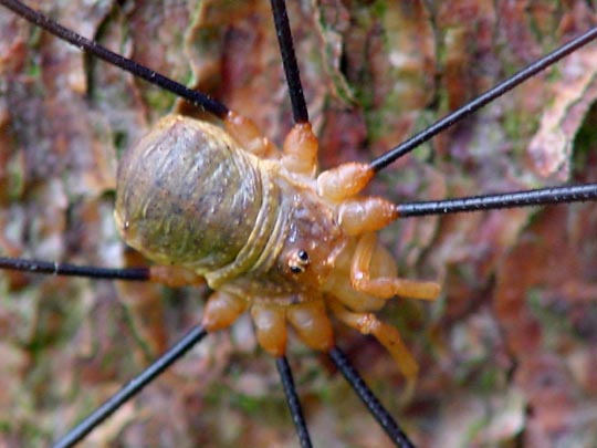 Opilio canestrinii