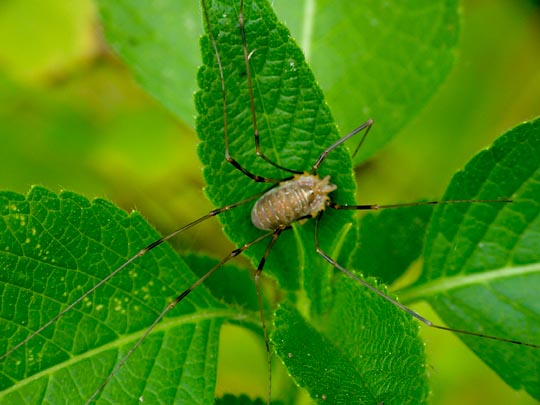 Opilio canestrinii