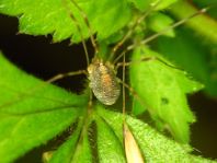 Opilio canestrinii