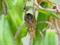 Phalangium opilio